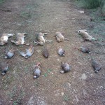 Caza abatida por los cazadores Caza abatida por los cazadores