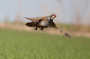 145_alcetoris_rufa05