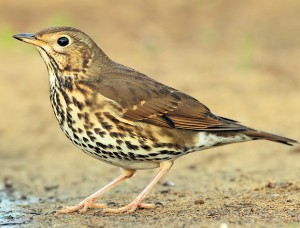 6629754417_b6761763c4_b-2